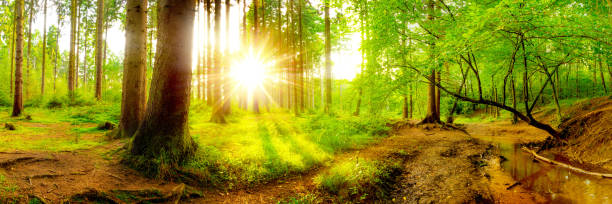istock Wonderful sunset in the forest 879770578
