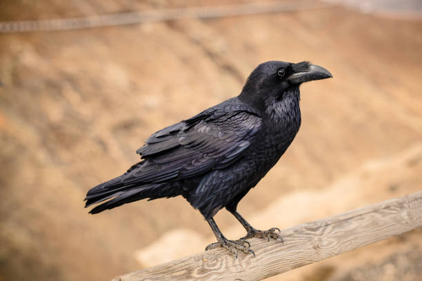 istock Raven on a wooden beam. 879770780