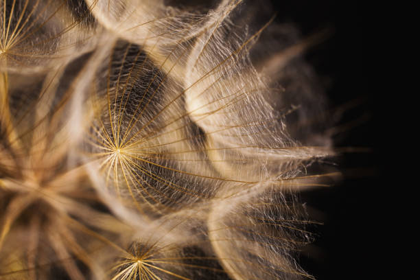 istock Abstract macro photo of a dandelion on black background. 879770838
