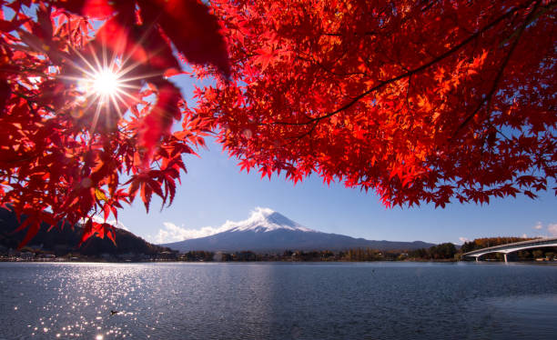 mt fuji jesienią widok z jeziora kawaguchiko - fuji mt fuji yamanashi prefecture japanese fall foliage zdjęcia i obrazy z banku zdjęć