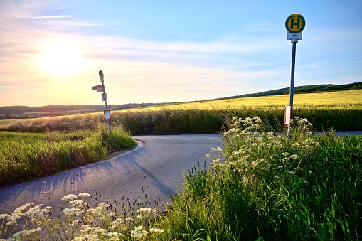 Intersection on a country road at sunset with dainty white wildflowers growing on the verge and a field of yellow corn in the background under a colorful orange sky