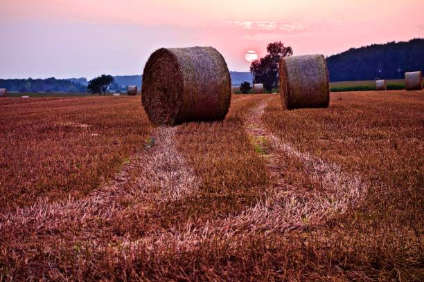 istock Circular hay bales on a farm field at sunset 879777062