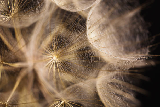 istock Abstract macro photo of a dandelion on black background. 879777286