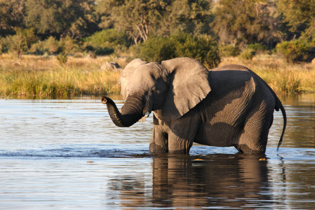 istock African Elephant - Khwai River area of Botswana 879777660