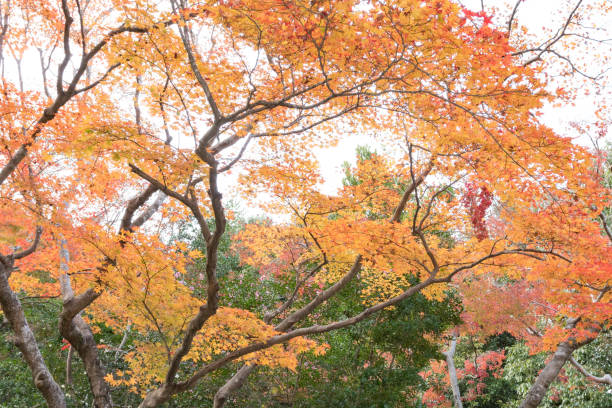istock Fall Season Arashiyama Kyoto Japan 879780028