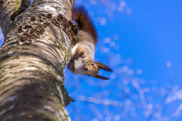 Sciurus vulgaris orientis (Ezoris)　is a squirrel living in Hokkaido.