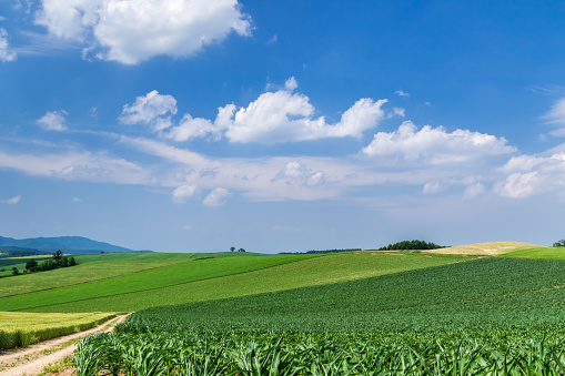 Colorful farmland\n