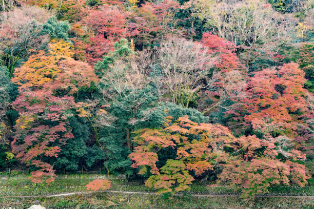 istock Fall Season Arashiyama Kyoto Japan 879788606