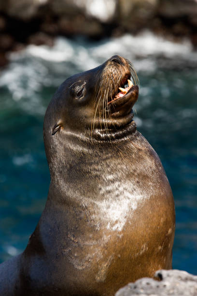 istock Galapagos Sea Lion - Galapagos Islands - Ecuador 879797894