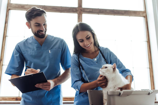 istock Doctor veterinarian at clinic 879798168