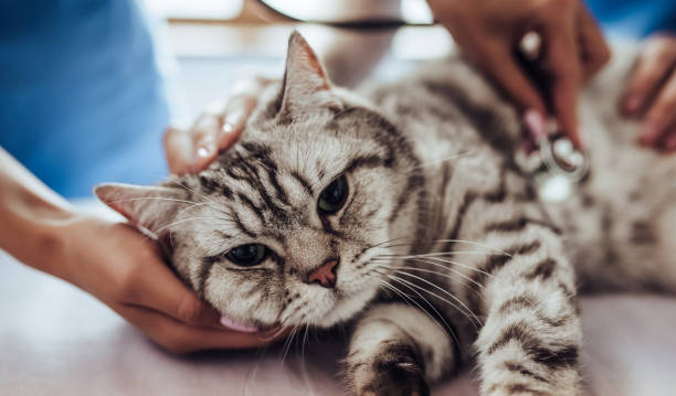 istock Doctor veterinarian at clinic. 879798256