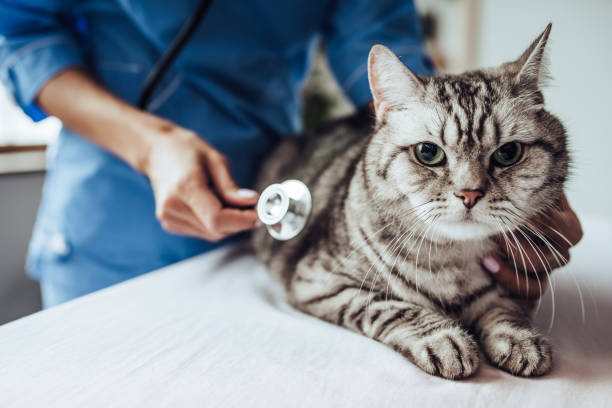 Doctor veterinarian at clinic. Cropped image of beautiful female doctor veterinarian with stethoscope is examining cute grey cat at vet clinic. medical condition photos stock pictures, royalty-free photos & images