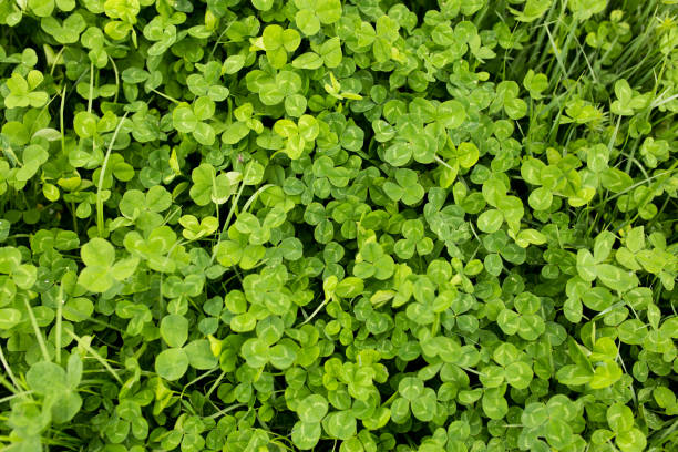 istock Clover in the park as a background 879798348
