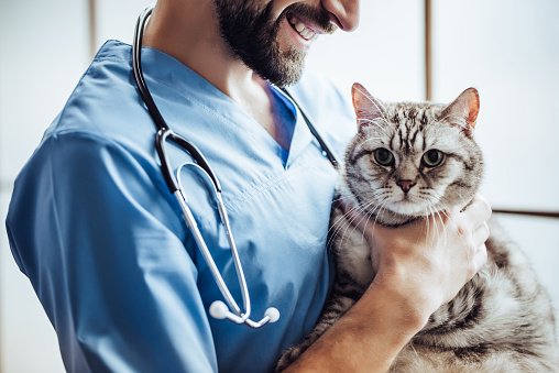 Cropped image of handsome male doctor veterinarian with stethoscope is holding cute grey cat on hands at vet clinic and smiling.