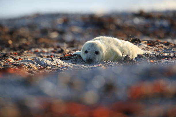 selo cinzento (halichoerus filometor) pup helgoland alemanha - grypus - fotografias e filmes do acervo