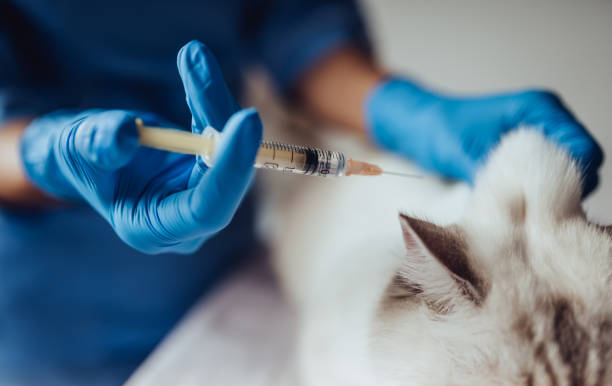 istock Doctor veterinarian at clinic. 879798648