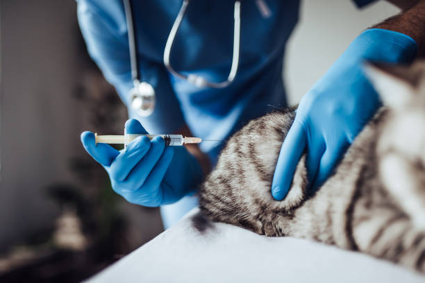 istock Doctor veterinarian at clinic. 879798716