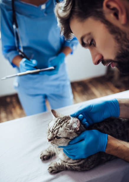 istock Doctor veterinarian at clinic. 879798800