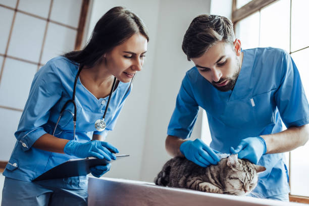 istock Doctor veterinarian at clinic. 879798822