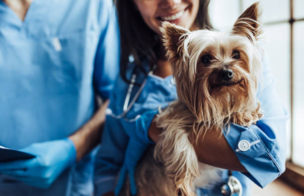 Doctor veterinarian at clinic Cropped image of handsome doctor veterinarian and his attractive assistant at vet clinic are examining little dog Yorkshire Terrier. animal hospital stock pictures, royalty-free photos & images