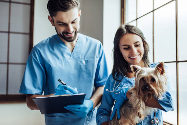 istock Doctor veterinarian at clinic 879798902