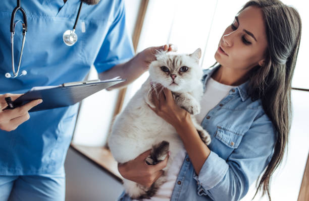 istock Doctor veterinarian at clinic. 879799016