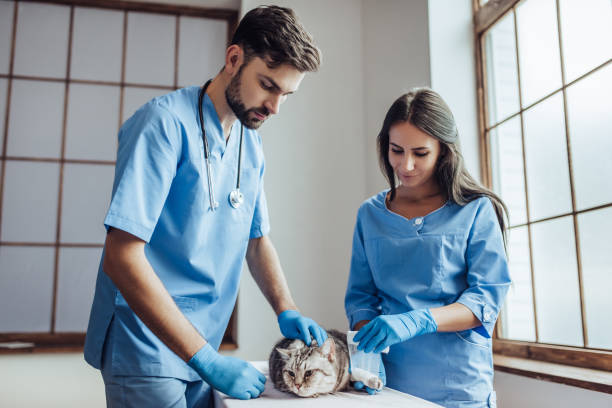 istock Doctor veterinarian at clinic. 879799054