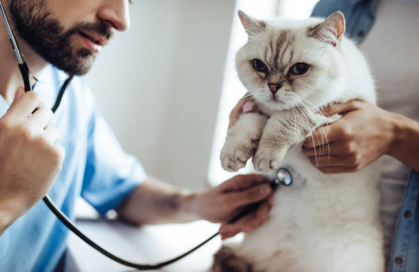 istock Doctor veterinarian at clinic. 879799088