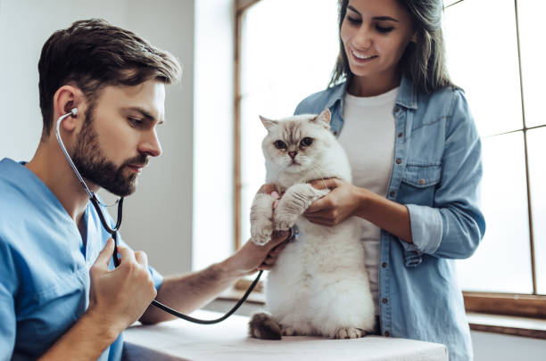 istock Doctor veterinarian at clinic. 879799094