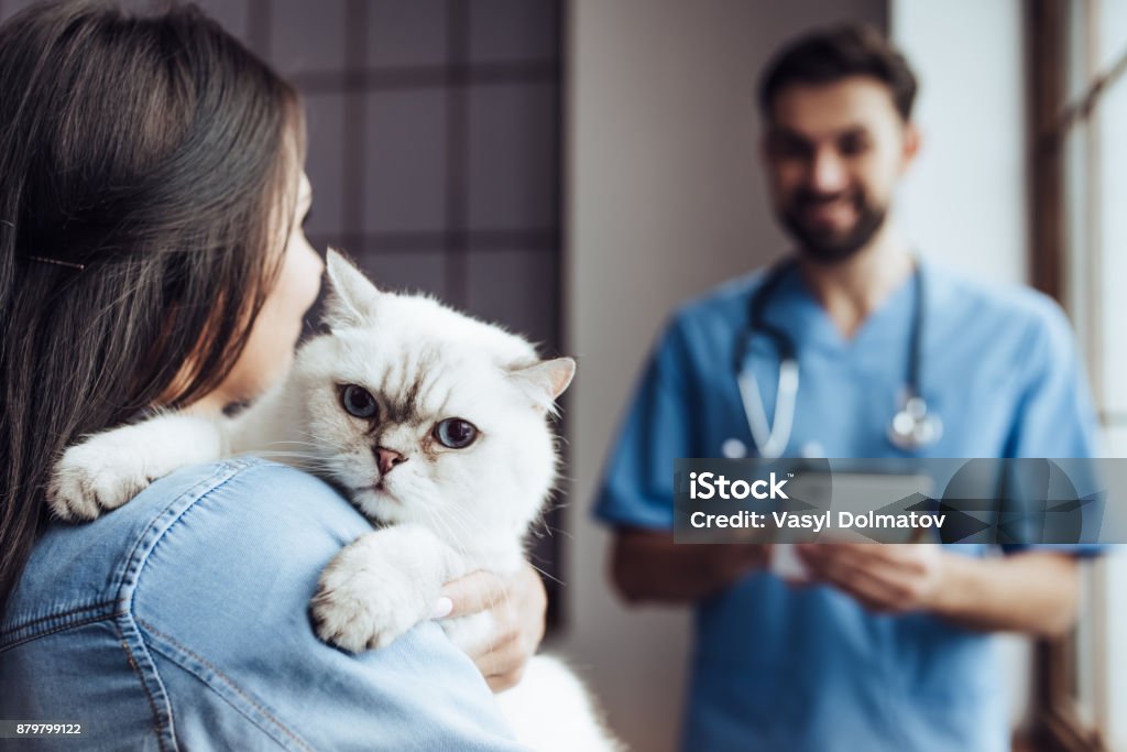 Doctor Veterinarian At Clinic Stock Photo - Download Image Now -  Veterinarian, Domestic Cat, Animal Hospital - iStock