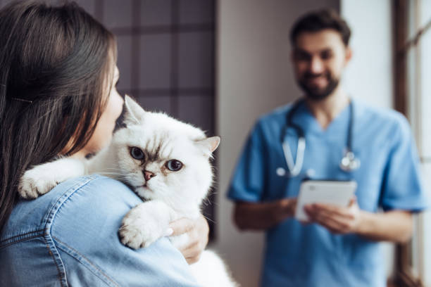 Doctor veterinarian at clinic. Handsome doctor veterinarian at vet clinic is examining cute cat while his owner is standing nearby and holding pet on hands. animal hospital photos stock pictures, royalty-free photos & images