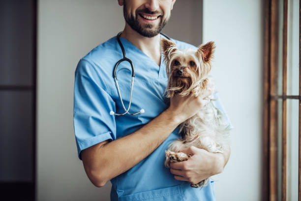 médico veterinário na clínica. - vet men laboratory holding - fotografias e filmes do acervo