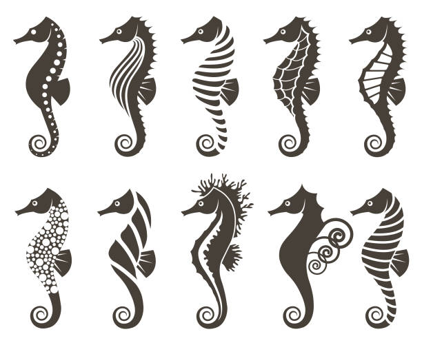 ilustraciones, imágenes clip art, dibujos animados e iconos de stock de conjunto de caballito de mar - sea horse