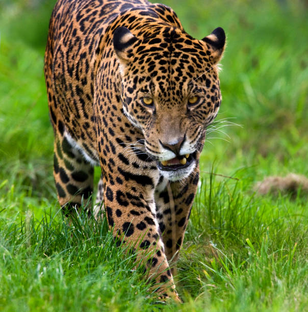jaguar (panthera onca) - brasilien - 11084 stock-fotos und bilder