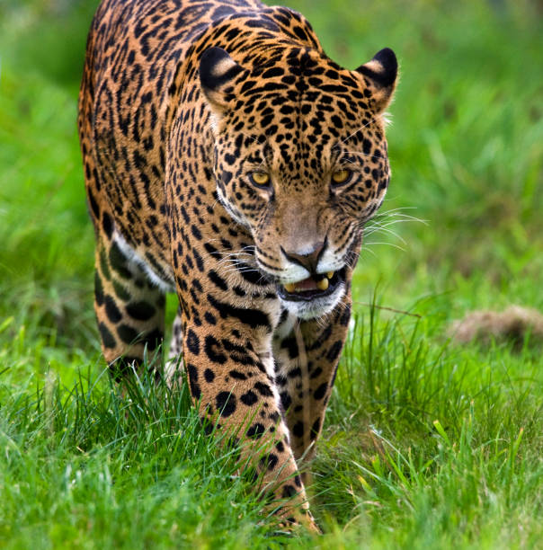 jaguar (panthera onca) - brésil - 11084 photos et images de collection