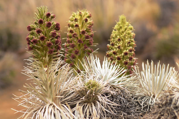 silversword de mauna kea, en las laderas del mauna kea en la isla grande, hawaii - haleakala silversword fotografías e imágenes de stock