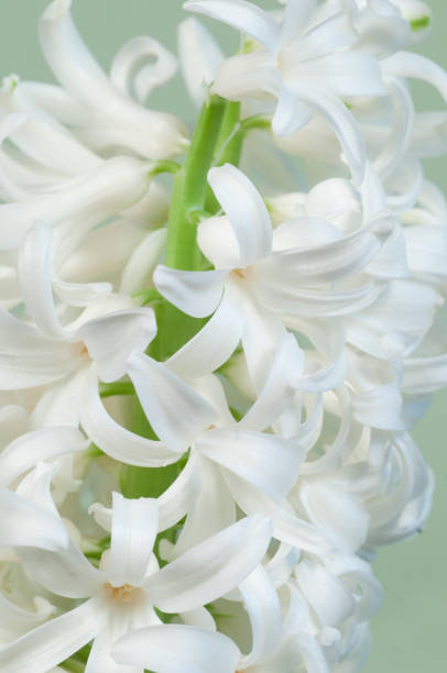 istock Hyacinth flowers close up 879806022