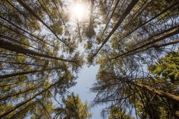 Saxon Switzerland, Germany: Looking up in the forest.