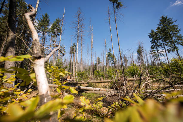 Saxon Switzerland, Germany: Bark beetle damaged forest.
