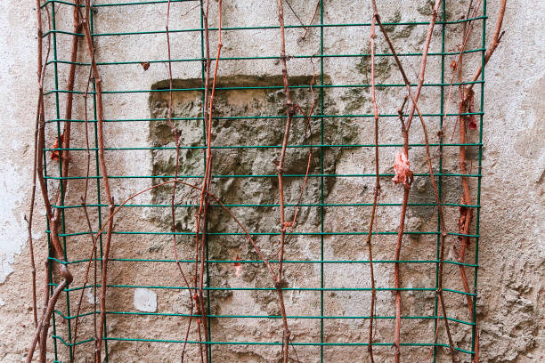 istock stone brick wall in dried lianas 879809618