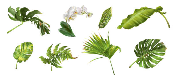 ilustraciones, imágenes clip art, dibujos animados e iconos de stock de conjunto de plantas tropicales - hojas fondo blanco