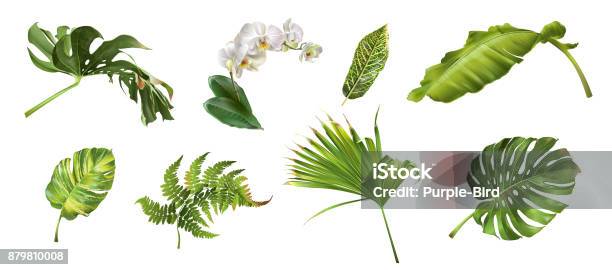 Ilustración de Conjunto De Plantas Tropicales y más Vectores Libres de Derechos de Flora - Flora, Hoja, Flor
