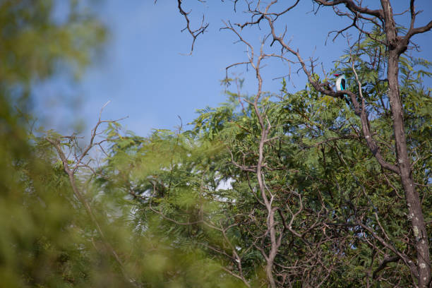 istock South African Kingfisher 879810182