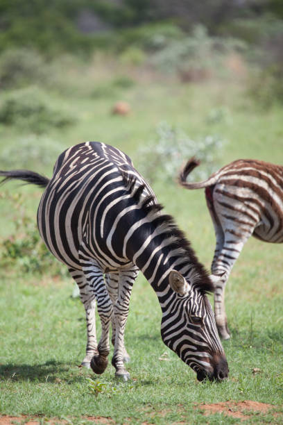 istock South African Zebra In The Bush 879813166