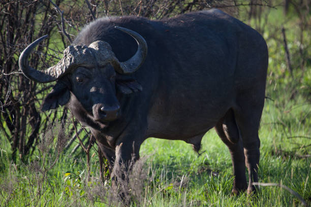 istock South African Water Buffalo Grazing 879813484