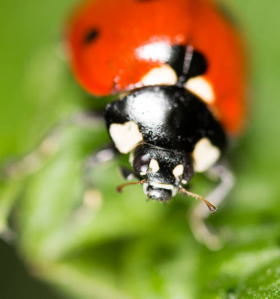 istock Ladybird on a green leaf in nature 879821910
