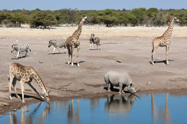 istock Busy waterhole in Etosha National Park - Namibia 879824150
