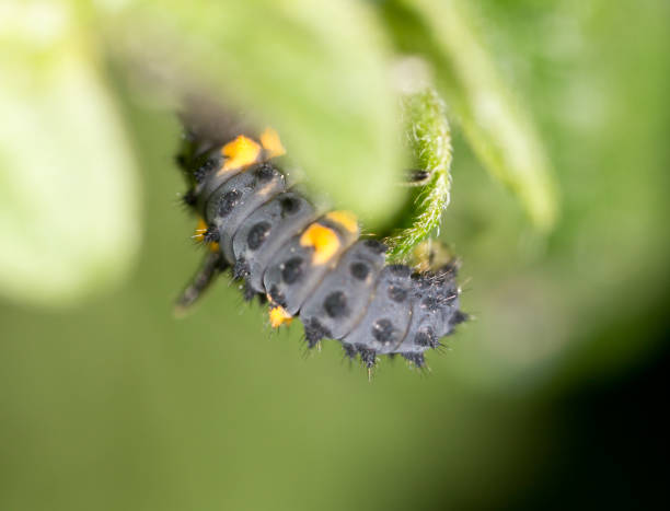 istock Caterpillar on the green leaf in the park 879824410