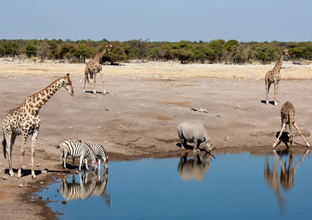 istock Busy waterhole in Etosha National Park - Namibia 879824586