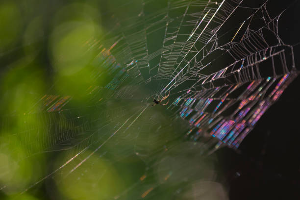 istock The close up of spider web in the forest 879825308